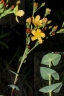 Hypericum connatum