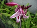 Crinum zeylanicum