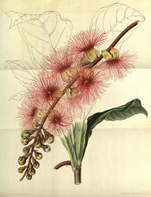 Barringtonia macrocarpa