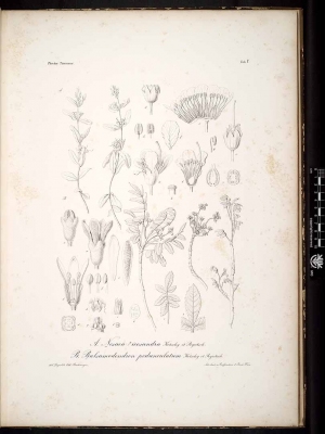 Commiphora pedunculata