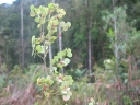 Phyllanthus matitanensis