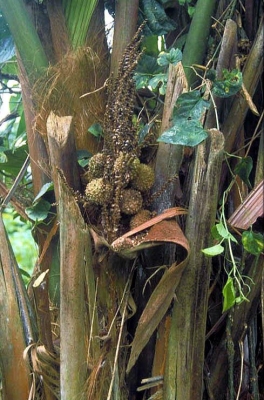 Manicaria saccifera