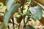 Chrysophyllum mexicanum