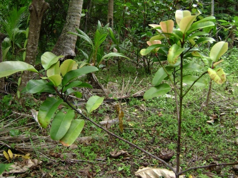 Garcinia pseudoguttifera