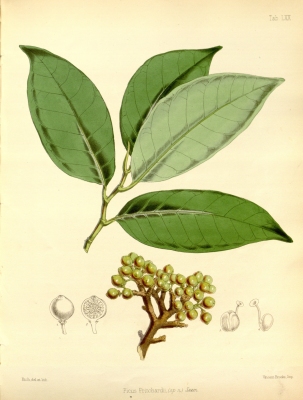 Ficus pritchardii