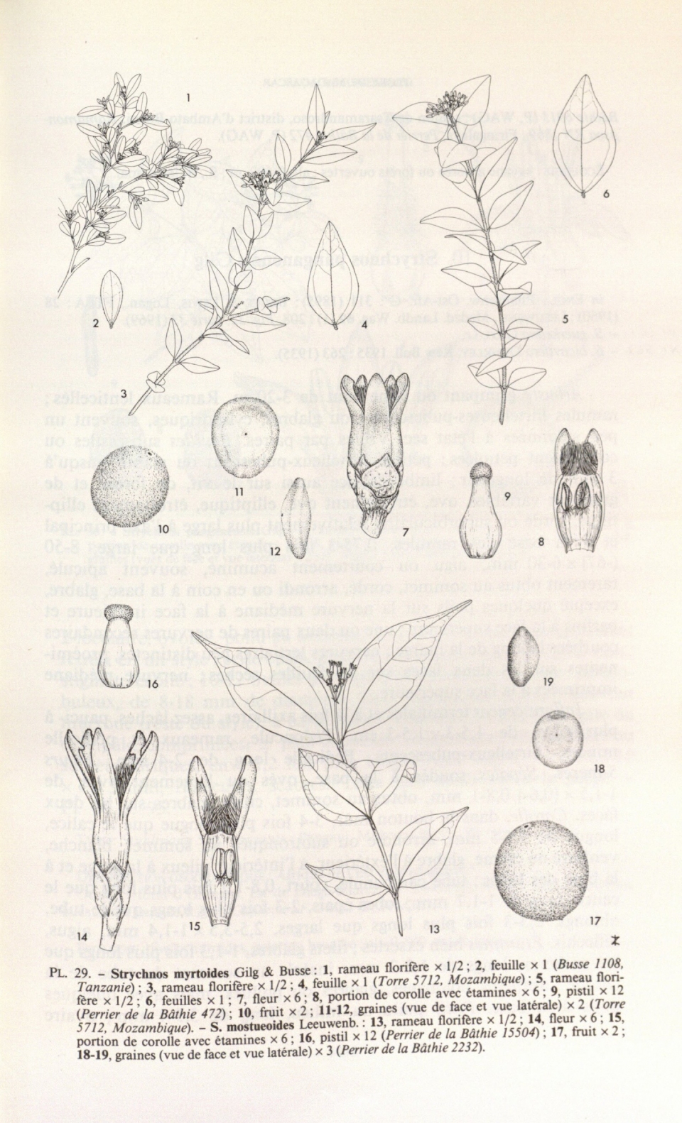 Strychnos mostueoides