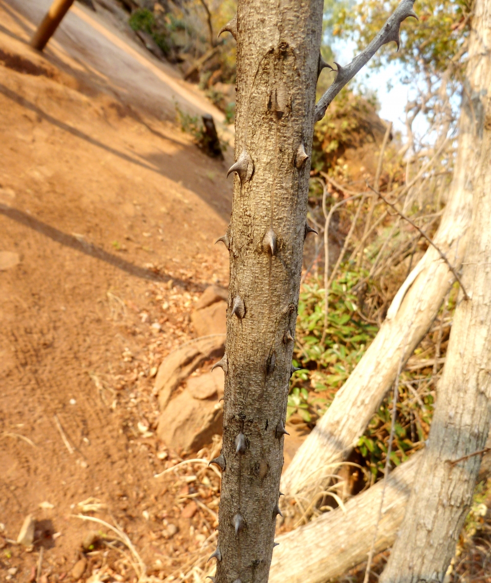 Acacia ataxacantha