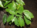 Ficus nota