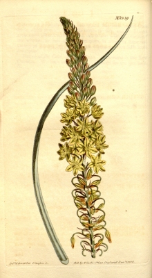 Bulbine asphodeloides