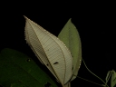 Miconia argentea