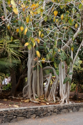 Ficus magnoliifolia