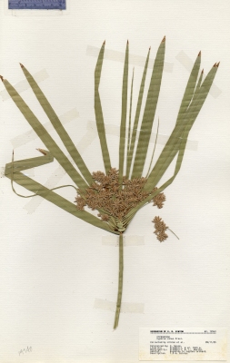 Cyperus canus