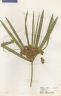 Cyperus canus