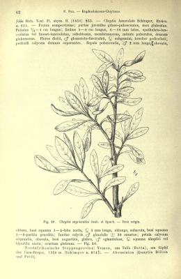 Clutia lanceolata