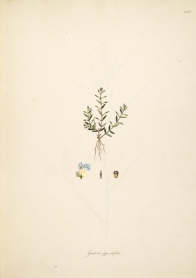 Lindernia oppositifolia