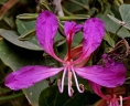Bauhinia purpurea