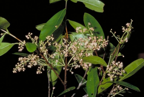Syzygium divaricatum