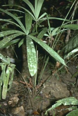 Licuala borneensis