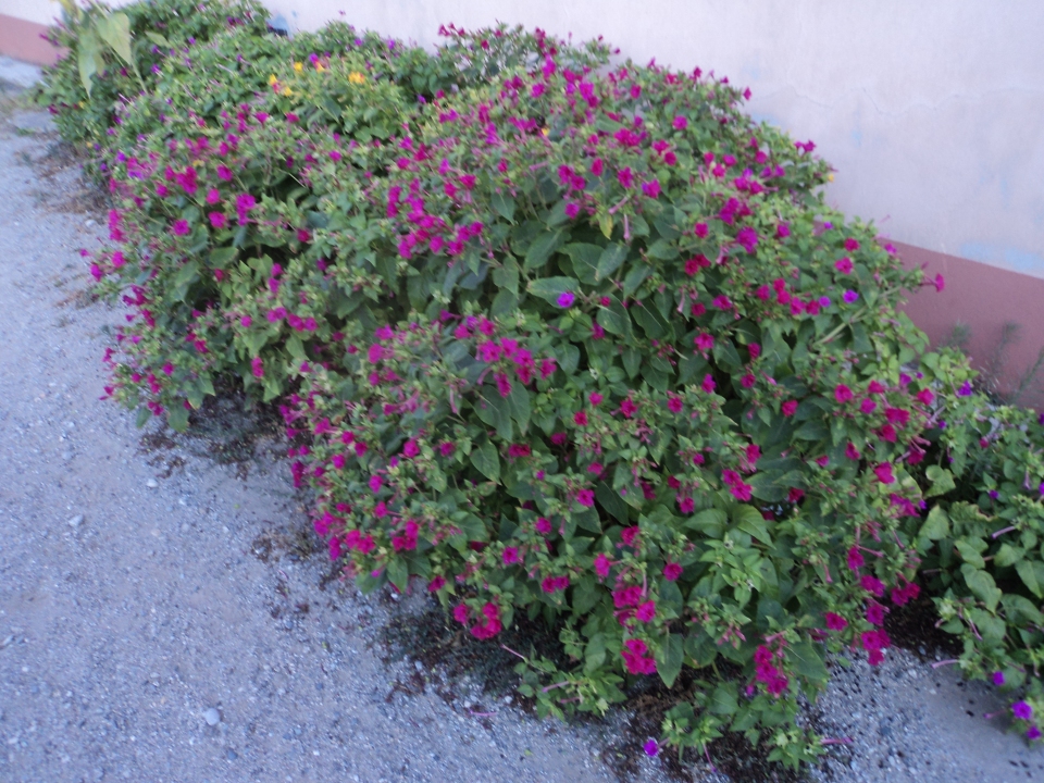 Mirabilis jalapa