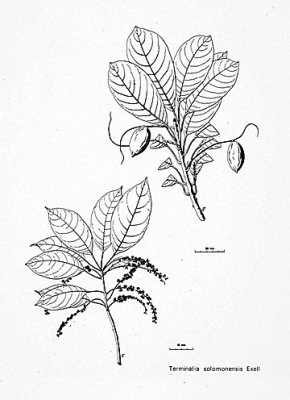 Terminalia solomonensis