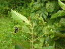 Chomelia paniculata