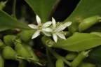 Lumnitzera racemosa