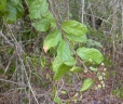Grewia similis