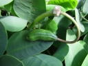 Capparis spinosa cordifolia