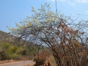 Combretum mossambicense