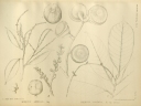 Lithocarpus javensis