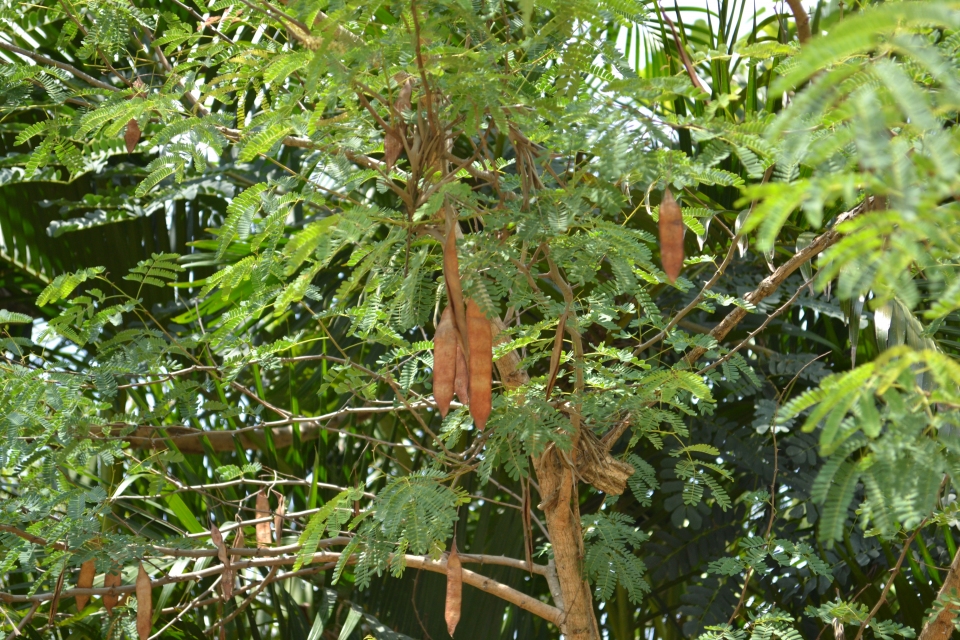 Acacia ferruginea
