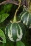 Solanum alternatopinnatum