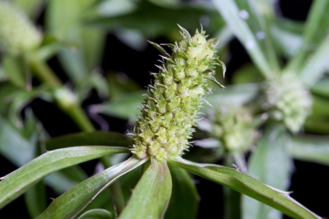 Eryngium foetidum