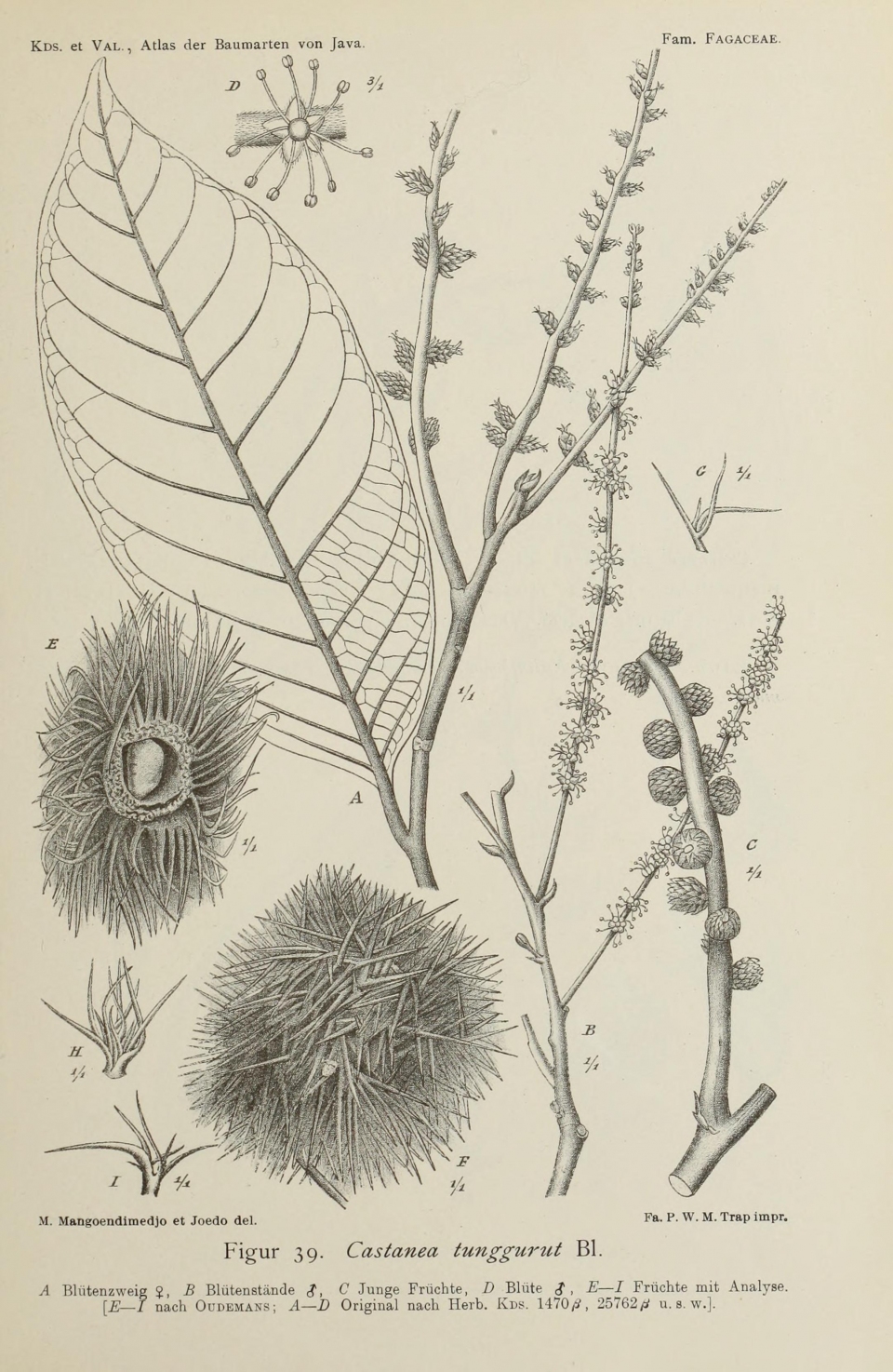Castanopsis tungurrut