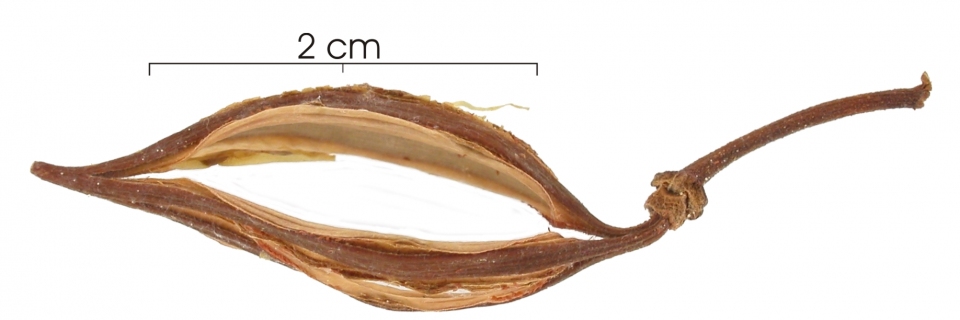 Cespedesia spathulata