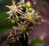 Brachylaena ramiflora