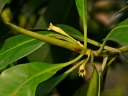 Bruguiera parviflora