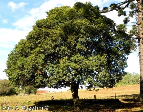 Campomanesia xanthocarpa