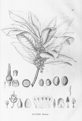Pouteria macrophylla
