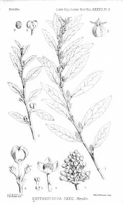 Erythrococca bongensis