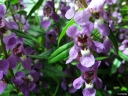 Angelonia salicariifolia