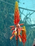 Aloe nyeriensis