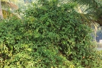 Derris trifoliata