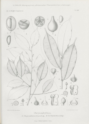 Chrysophyllum pruniforme