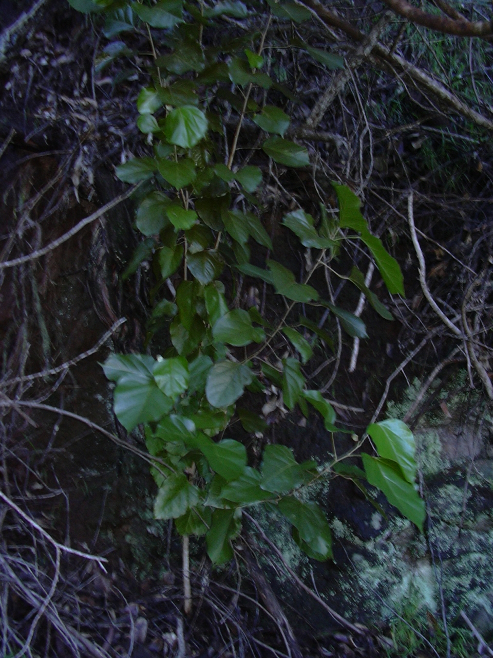 Croton guatemalensis
