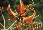 Erythrina poeppigiana