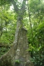 Ficus nervosa
