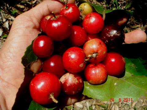 Flacourtia inermis