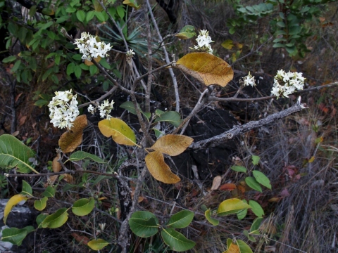 Aspidosperma macrocarpon