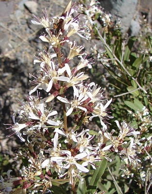 Proustia cuneifolia